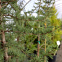 close up picture of the blue-green needles on a Blue Atlas Cedar tree branch