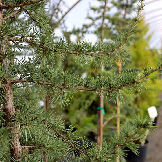 close up picture of the blue-green needles on a Blue Atlas Cedar tree branch