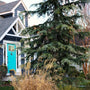 close up of a blue atlas cedar in the landscape with ornamental grasses