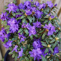 blue baron rhododendron in bloom