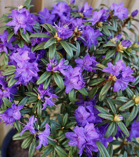 Blue Baron Rhododendron