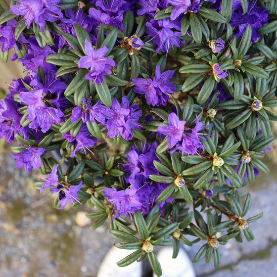 stunning spring flowering landscape shrub