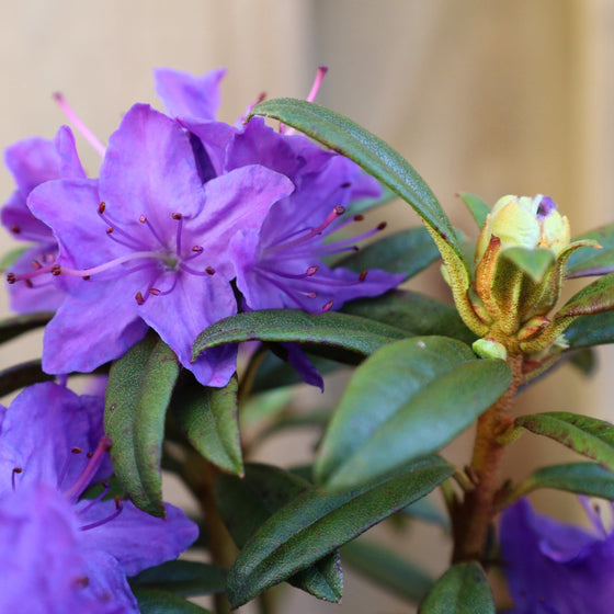 purple blooming rhododendron