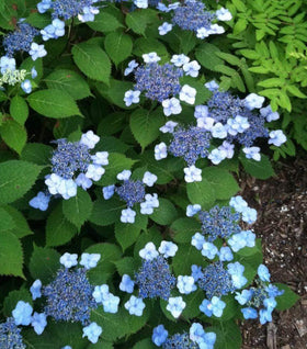 Tiny Tuff Stuff™ Hydrangea 