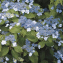 Blue Billow hydrangea in a large container with lacecap blooms, paired with ferns and hostas for a bright shade patio planting