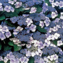 Close-up of Blue Billow hydrangea lacecap bloom showing delicate outer florets and clustered center in soft blue summer color