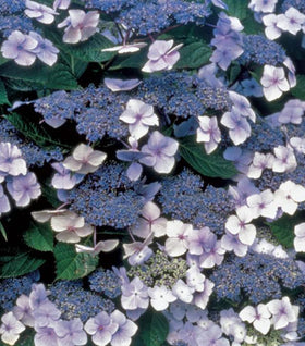 Blue Billow Hydrangea