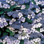Blue Billow Hydrangea lacecap flowers popping out of dark green foliage