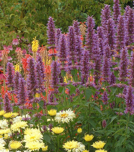 Blue Boa Agastache
