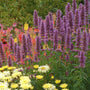 Agastache Blue Boa attracting bees and butterflies in a full sun perennial border