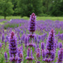 Blue-purple Giant Hyssop blooming in a meadow garden with large flower spikes and fragrant green foliage