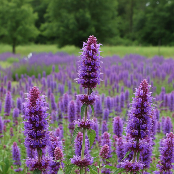 Blue-purple Giant Hyssop blooming in a meadow garden with large flower spikes and fragrant green foliage