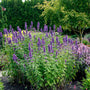 Blue Boa Agastache growing in a dry sunny garden with drought-tolerant perennials
