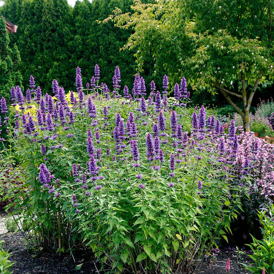 Blue Boa Agastache growing in a dry sunny garden with drought-tolerant perennials