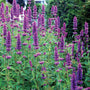 Blue Boa Agastache with large violet-blue flower spikes blooming in a sunny pollinator garden