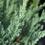 close look at the blue green foliage on blue chip junipers