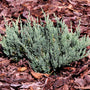 planted creeping Blue Chip Juniper Shrub