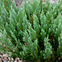 close look at the blue green foliage on blue chip junipers