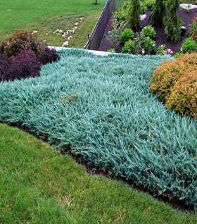 Blue Chip Juniper