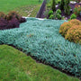 Blue Chip Juniper Shrubs foliage rich blue in color