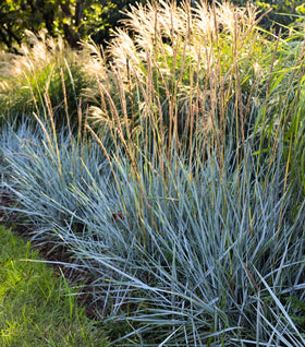 Blue Dune Lyme Grass