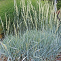 Blue Dune Lyme Grass in flower