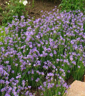 Blue-Eyed Grass