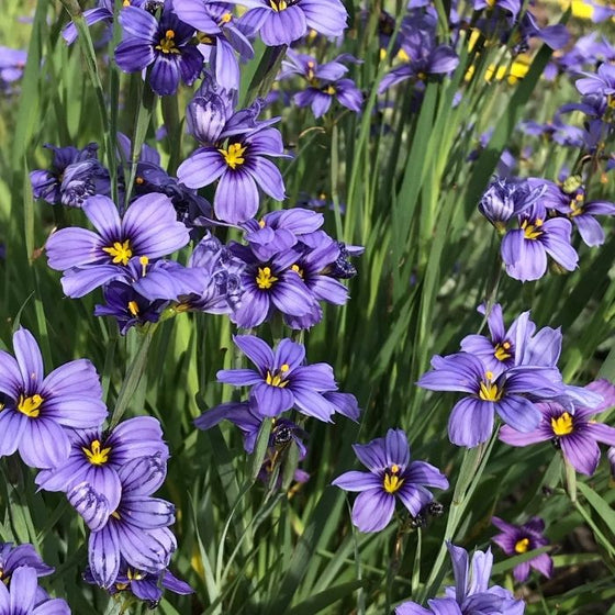 Close-up photo of the blue flowers of Sisyrinchium Lucerne