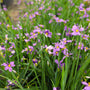 blue-eyed grass lucerne sisyrinchium 