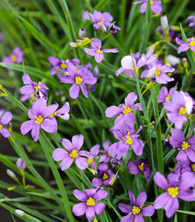 Blue-Eyed Grass