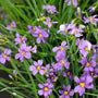 The periwinkle-blue colored flowers of Blue-eyed grass