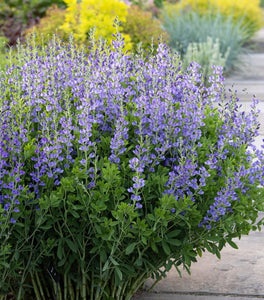 Blue False Indigo