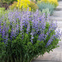 Drought tolerant Blue False Indigo growing with coneflowers and ornamental grasses