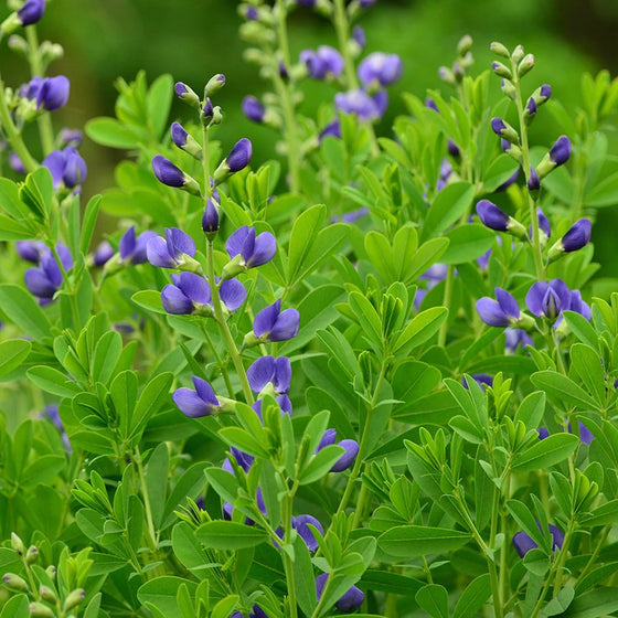 Blue False Indigo with blue-purple flower spikes and blue-green foliage blooming in a sunny native perennial garden