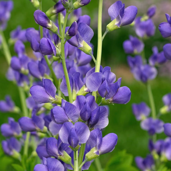 Close-up of Blue False Indigo blue flower spikes attracting pollinators