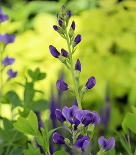 Blue False Indigo