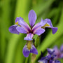 stunning blue flag iris bloom