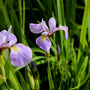 tall grassy perrenial with purple blooms