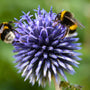 Blue Glow Globe Thistle
