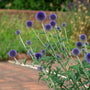 Blue Glow Globe Thistle