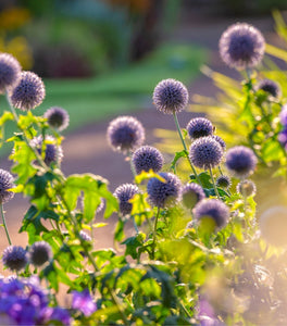 Blue Glow Globe Thistle
