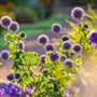Blue Glow Globe Thistle