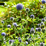 Blue Glow Globe Thistle