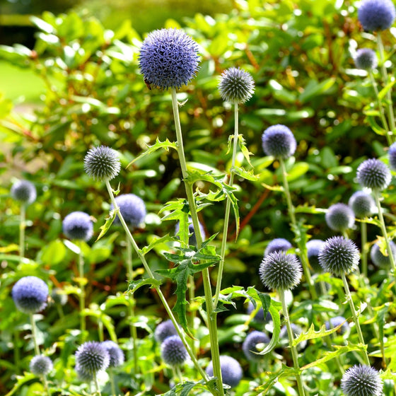 Blue Glow Globe Thistle