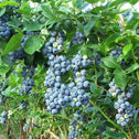 Blue Gold Blueberry Bushes