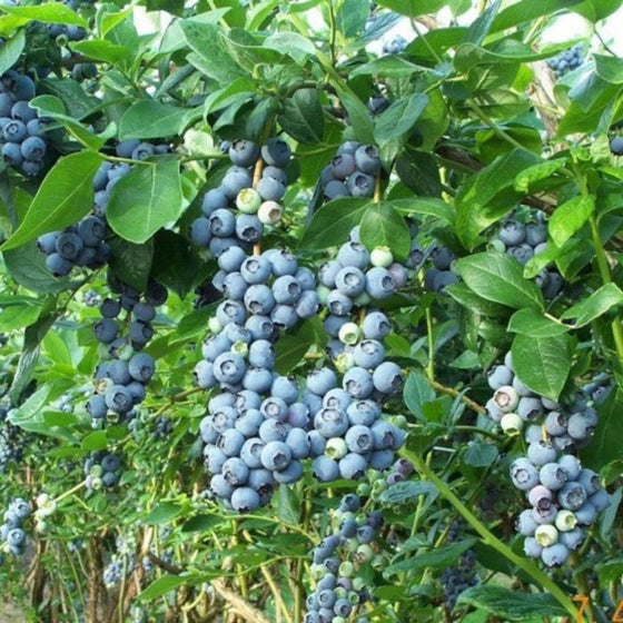 Blue Gold Blueberry Bushes