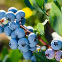 Close up of Blue Gold Blueberries beginning to ripen