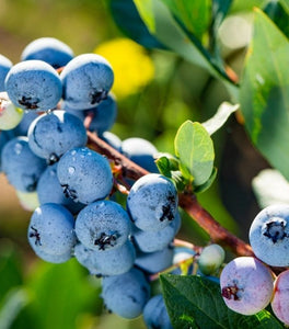 Blue Gold Blueberry Bushes