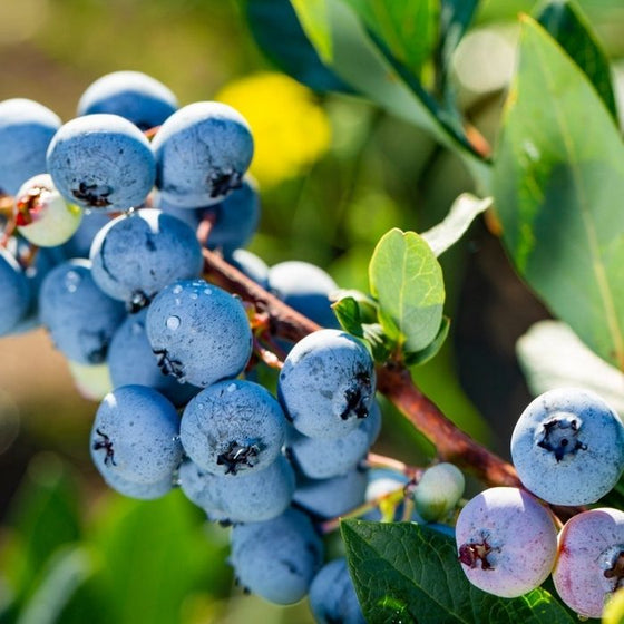 Close up of Blue Gold Blueberries beginning to ripen