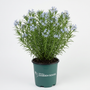 A potted flowering plant with many small light blue star-shaped blossoms and green needle-like leaves, in a dark green nursery pot printed with 'Wildflower Garden Goods' on a white studio background.